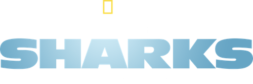 United Sharks of America