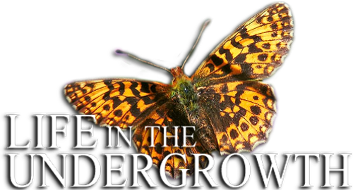 Жизнь в микромире