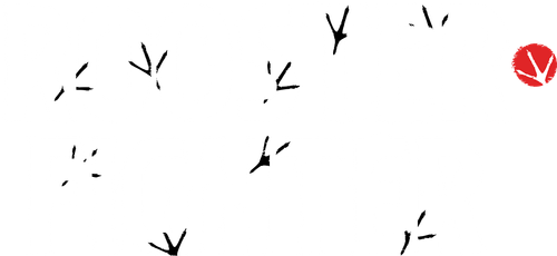 Боевой петух