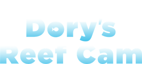 Камера Дори